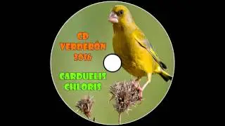 CD Educación Verderón 2016 / Carduelis Chloris Song