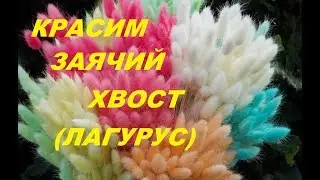 A simple way to dye ears of hare's tail (lagurus)