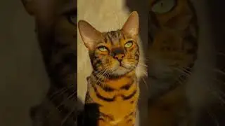#бенгал #бенгальскаякошка #кот
