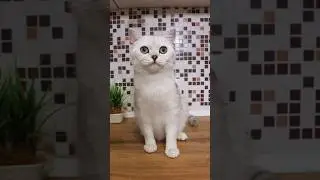 У БЕЛКИ ЗАБЕРУТ КОТЯТ# shorts