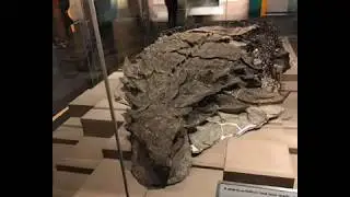 Невероятная находка-нодозавр из Канады