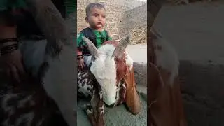 A small girl riding on the goat 