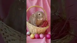 A Basket of Cute Rabbits #cuteanimals #cuterabbit #rabbits #bunnies #lovelyshorts  #cuteshorts