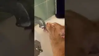 Orange cat REFUSES to stop licking