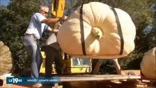 Concours national des fruits et légumes géants le Potager extraordinaire M6 2016-you tube