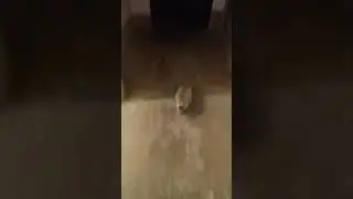 Маленький 