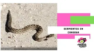 Como reconocer una serpiente venenosa en Cordoba.