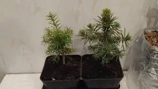 Открываем новый 6 сезон. Первые покупки.