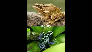 Common Frog vs Poison Dart Frog 