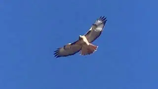 Bird in Flight