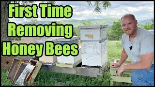 First Time Removing Honey Bees