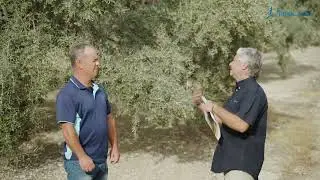 Spot para TIMAC AGRO y su producto D-Coper Top especial para olivar - PHOTODRONE
