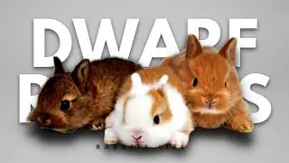 Small but Mighty: Dwarf Rabbit Breeds to Adore