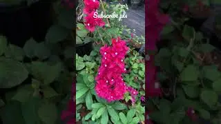 Bogenvilla | Frible m creations