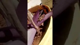 Grasshopper eating a leaf with aloud munching sound