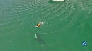 Inquisitive Orca Interacts With & Blows Bubble At Kneeboarder, New Zealand (Highlights Version)