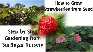 How to Grow Strawberries from Seed