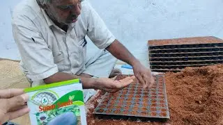सांवलिया नर्सरी बराड़ा
