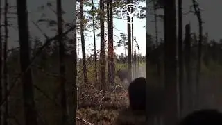 Выстрел по лосю 