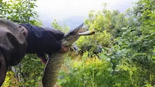 ДВА ДНЯ НА НЕЗНАКОМОМ ОЗЕРЕ #рыбалка на #щуку и #окуня с берега