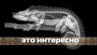 Рентген животных