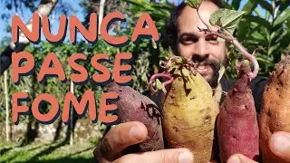 As 7 Melhores Plantas para Ter em Casa em Tempos de Crise