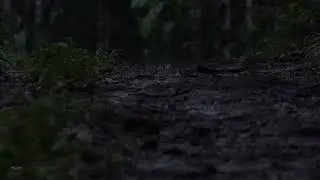 Sleep with Soft Rain Drops & Thunder  | Relaxing Sounds for Sleep, Insomnia, Study, PTSD