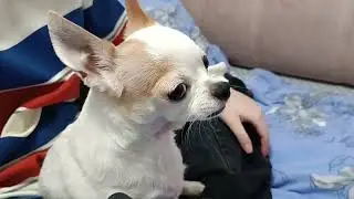 И бесятся и любят друг друга😂😁❤ And they freak out and love each other