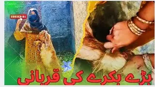 Big goat zibah | Lady butcher vlog 
