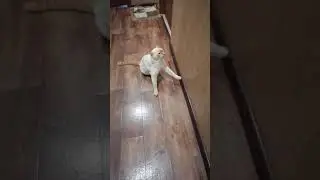 что с котом???