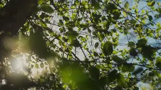 spring in california.