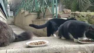 Vaticats Noms! 😇 (Saturday, Feb 18, 2023)