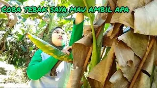 Cara masak sayur pepaya||memasak sayur pepaya||masak sayur kates||ambil buah pepaya di kebun