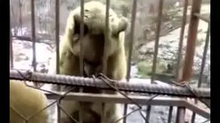медведь стесняется