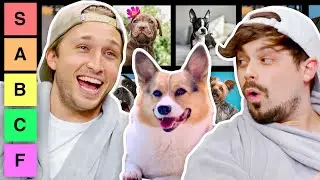 We Rate Dogs for 17 Minutes Straight (Tier List)
