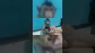 Dudy beruk pinter makan nasi 😍