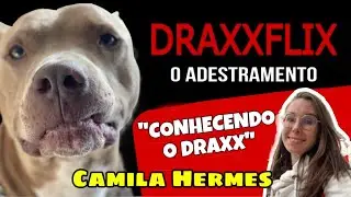 Meu pitbull me mordeu!