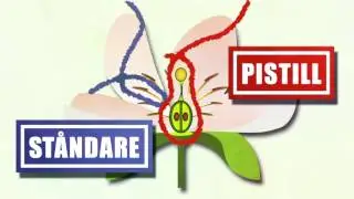 Blommor och fröväxter (NO)