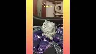 Кот в законе 😂😂😂
