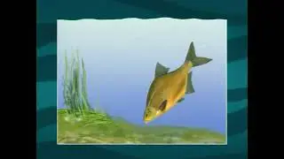 Почему сильно выдвижной рот Леща (Common bream) — Abramis brama позволяет экономить много энергии ?