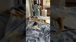 Scrunkly playing and being silly