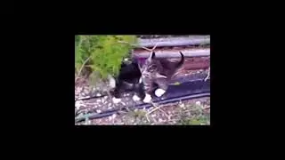 Cat Fight.