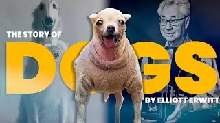 How To Photograph Dogs Like Elliott Erwitt