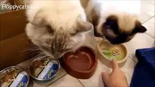 Bowls for Cats: Loving Pets Cat Bowls Arrival Video - ねこ - ラグドール - Floppycats