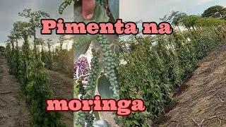 Pimenta plantada na moringa como tá enorme