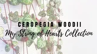 My String of Hearts Collection