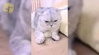 Best Funniest Animal Videos Of The Year 2024 😅