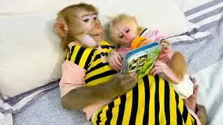 Cuteness Overload: Monkey Kaka and Monkey Mit's Adorable Phone Time