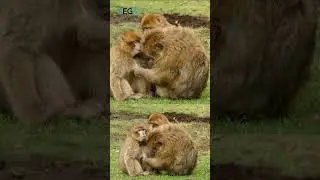 Video of Monkeys having fun 