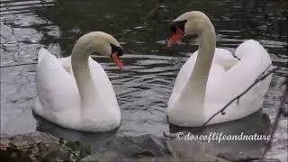 Memorable Birding Moments 2021 - Happy New Year!